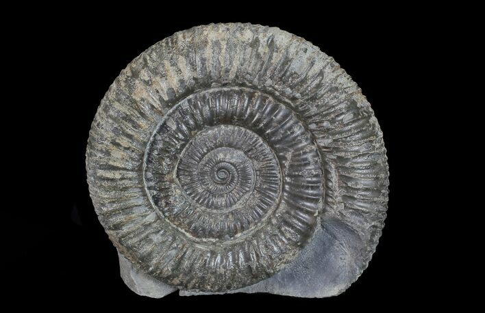 Dactylioceras Ammonite Stand Up - England #68153